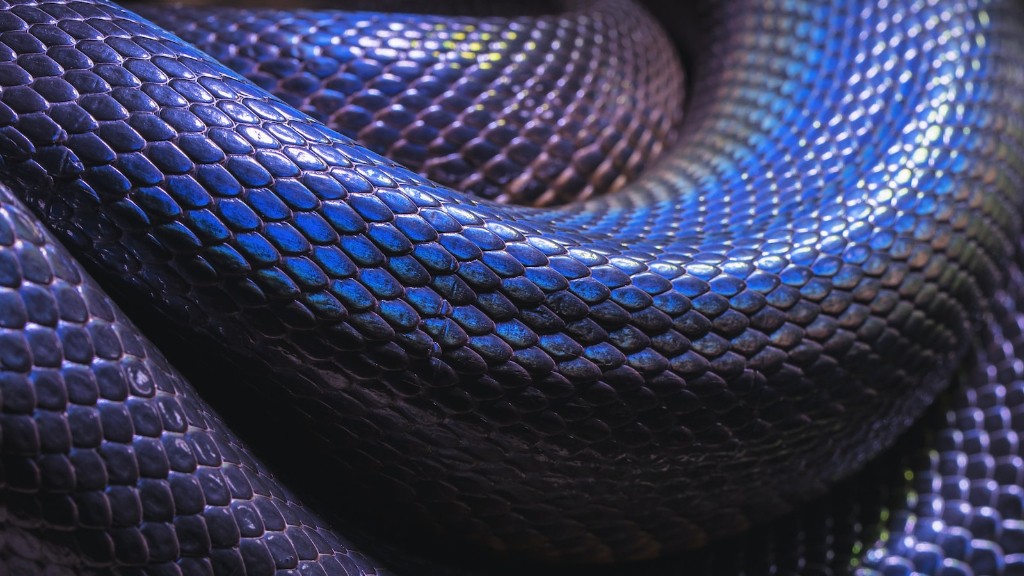 Cobra Python comendo animais